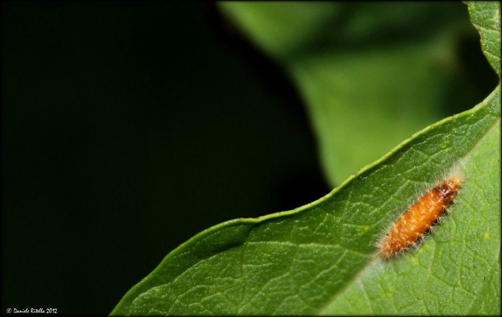 Identificazione bruco e bozzolo / involucro - Pterophoridae